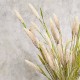 FAUX DRIED BUNNY TAILS BEIGE | BUNCHES