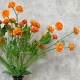 FAUX ASTERS ORANGE | BUNCHES