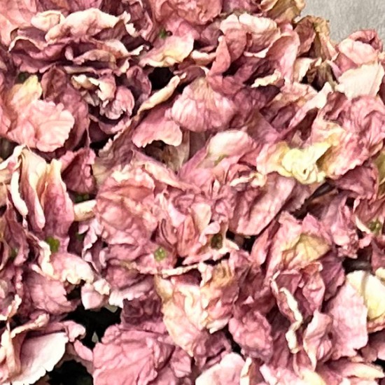 FAUX DRIED HYDRANGEAS DUSKY PINK | BUNCHES