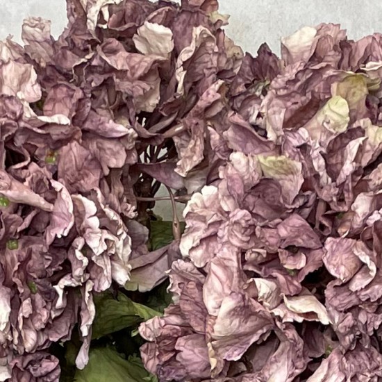 FAUX DRIED HYDRANGEAS MAUVE | BUNCHES