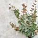 FAUX EUCALYPTUS GREEN PINK | BUNCHES