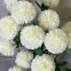 FAUX KIKU FLOWERS CREAM | BUNCHES