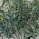 FAUX OLIVE BRANCHES | BUNCHES