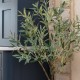 OLIVE TREE | FAUX FOLIAGE ARRANGEMENTS