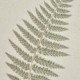 FERN ART ON TORN LINEN WITH BEADED FRAME 50CM X 40CM | HOMEWARE