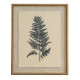 FLORA & FAUNA BEECH FERN ART ON TORN LINEN WITH BEADED FRAME 50CM X 40CM | HOMEWARE