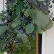 GUMTREE | EUCALYPTUS WREATH